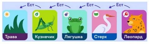 Цепь питания кузнечик лягушка