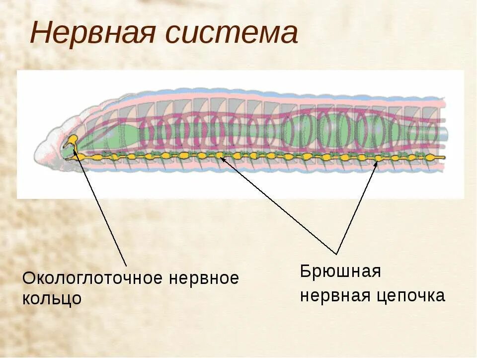 У каких червей наличие брюшной нервной цепочки. Нервная система кольчатых червей. кольчатые черви нервная система окологлоточное кольцо. нервная система кольчатых червей червей. строение кольчатых червей.
