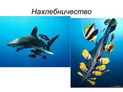 Нахлебничество в экологии