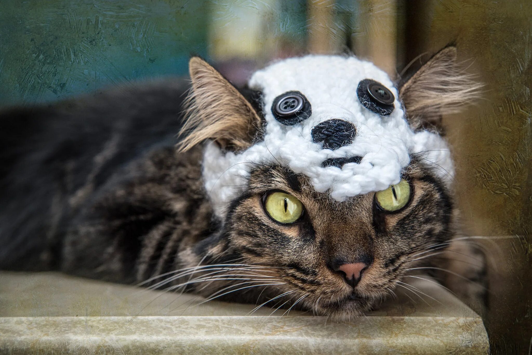 Кот со. Морда кота. смешная морда кота. смешные кошачьи морды. коты со смешными мордами.
