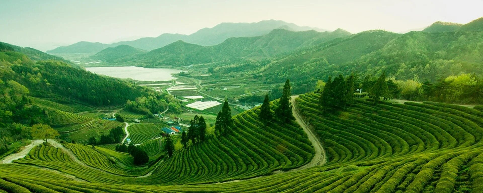 Китай юньнань чайные плантации. Склон чайного дерева загадка. Нувара элия шри ланка. Чачайные плантации китай. Чайные плантации в китае.