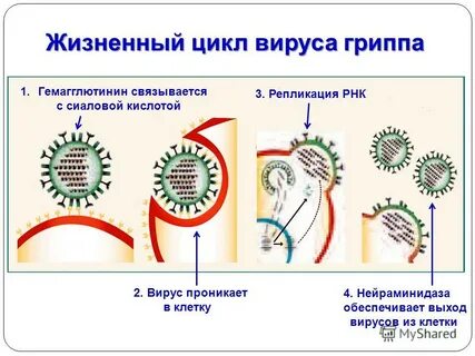 Цикл гриппа