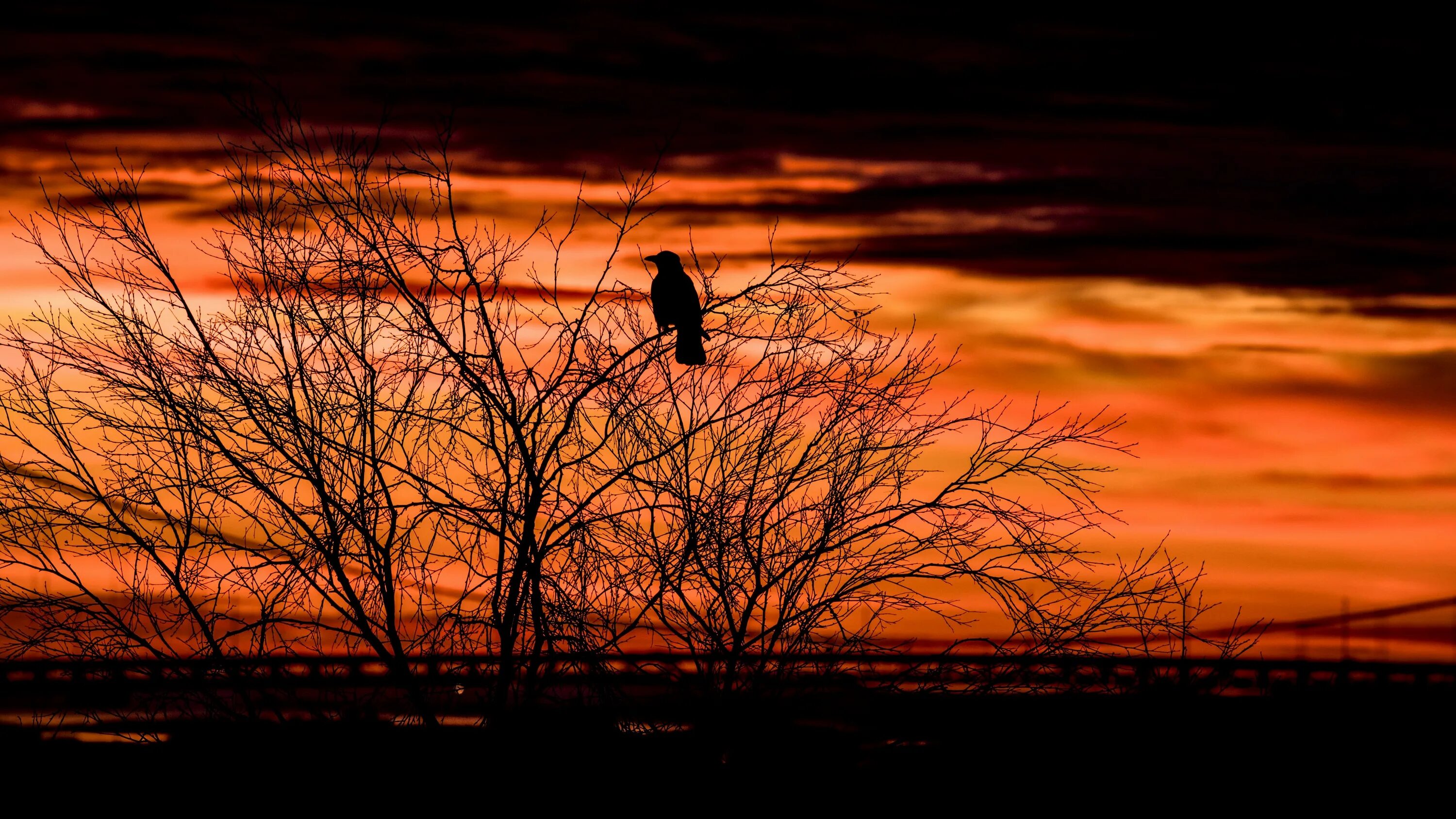 Сумерки силуэт. Сумерки птица. Птицы вдали. Птица в сумерках. Закат с птицами в небе.