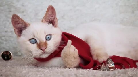 Смешные коты на обои