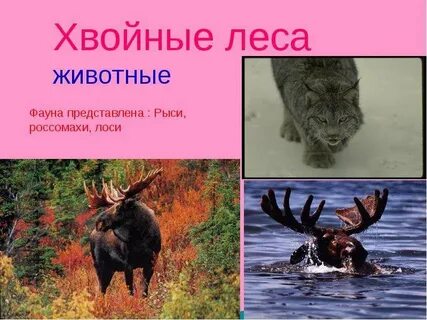 Животный мир представлен