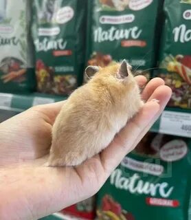 Можно ли хомякам персик