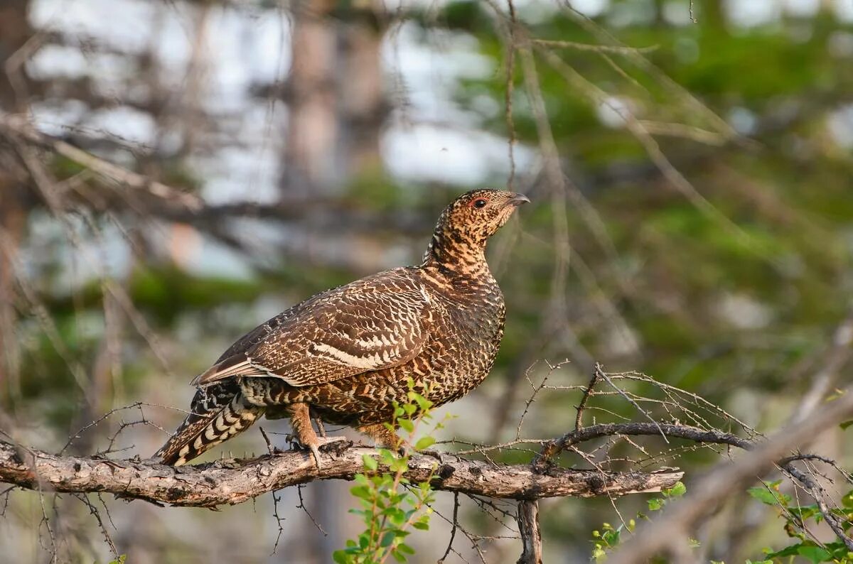 Каменный Глухарь (Tetrao parvirostris). Каменный Глухарь самка. Чернобрюхий Глухарь. Глухарь птица самка каменный. Глухарь где обитает природная