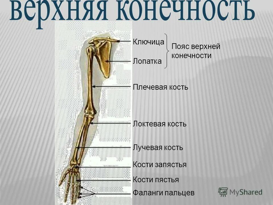 Кости пояса верхней конечности. Строение костей свободной верхней конечности человека. Строение скелета пояса верхних конечностей. Кости пояса верхней конечности ключица лопатка.