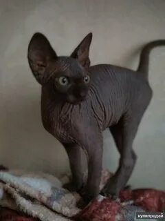 Котята сфинкса 2 месяца