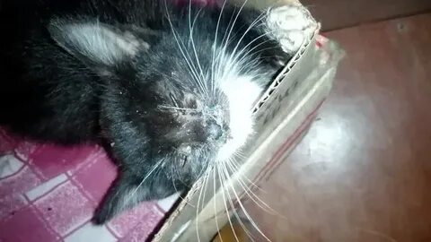 Котенок мухи