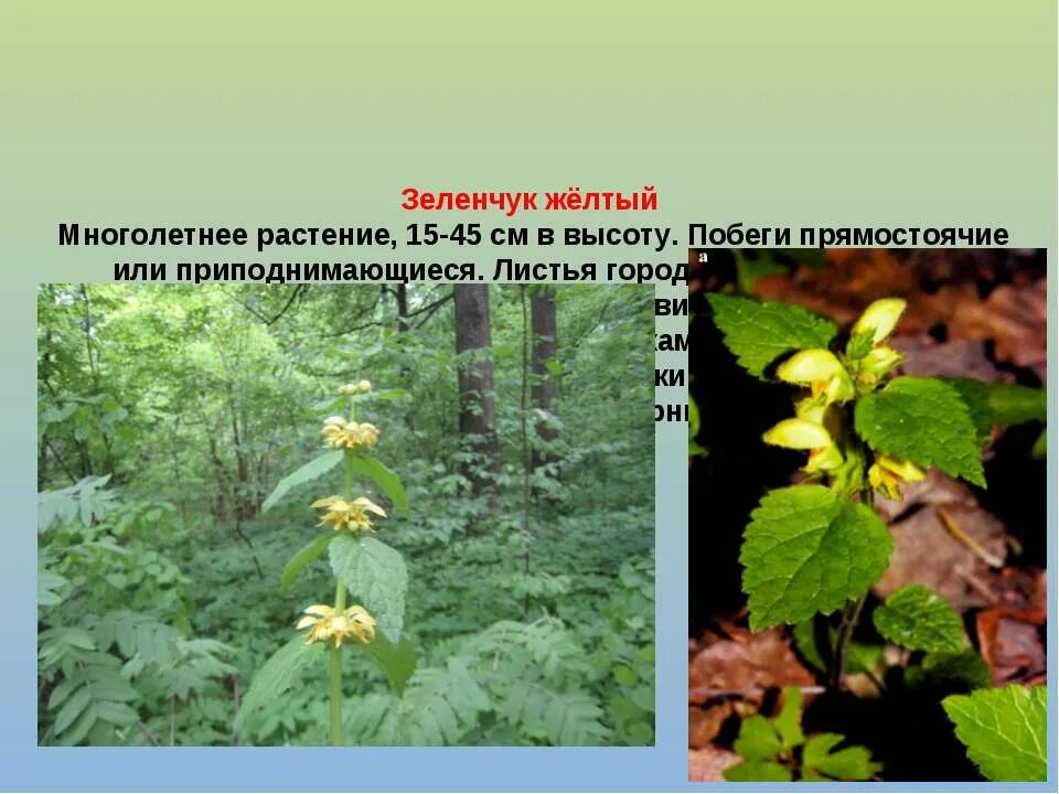 Растения леса доклад. Травянистые растения леса 2 класс. Вороний глаз ядовитое растение. Травяные растения в окружающем мире. Травянистые растения презентация.