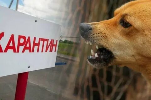 Карантин по бешенству в москве 2024