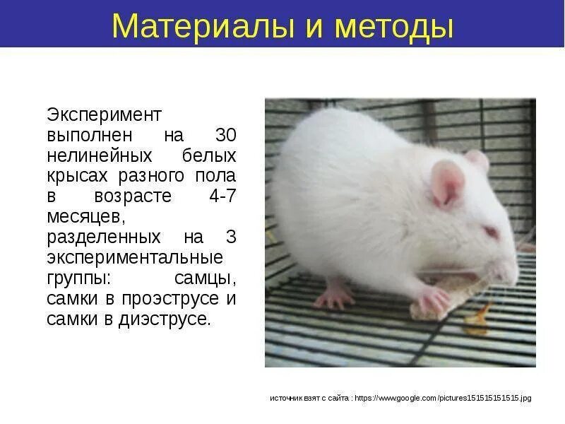 Сколько лет крысе. Сколько хромосом у крыс. презентация декоративные крысы. возраст крысы по человеческим. определить возраст крысы.