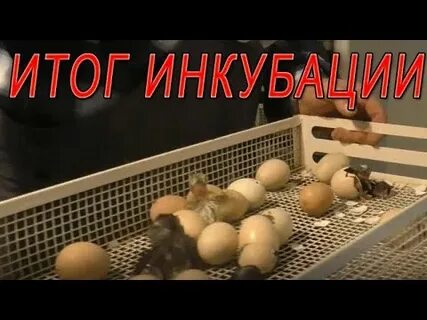 Инкубатор цыплята видео