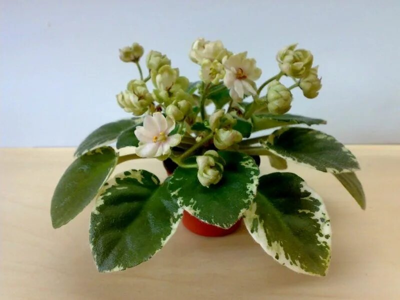 Сенполия н радость. Н-радость фиалка фото. Фиалка н радость. Фиалка радость. Фиалка н радость.