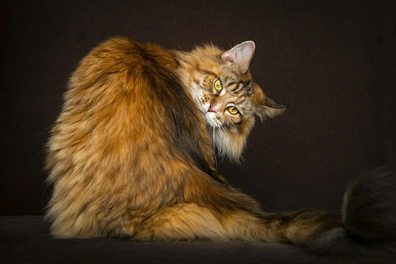 Манкун коты. Мейн-кун. коты мейн куны. портреты мейн-кунов robert sijka. кот мейн кун фото.