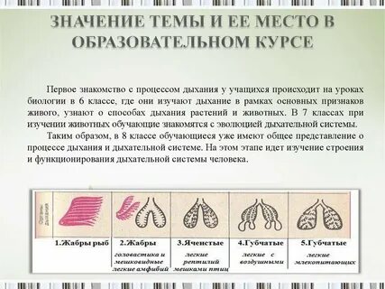 Эволюция дыхательной системы биология 8 класс