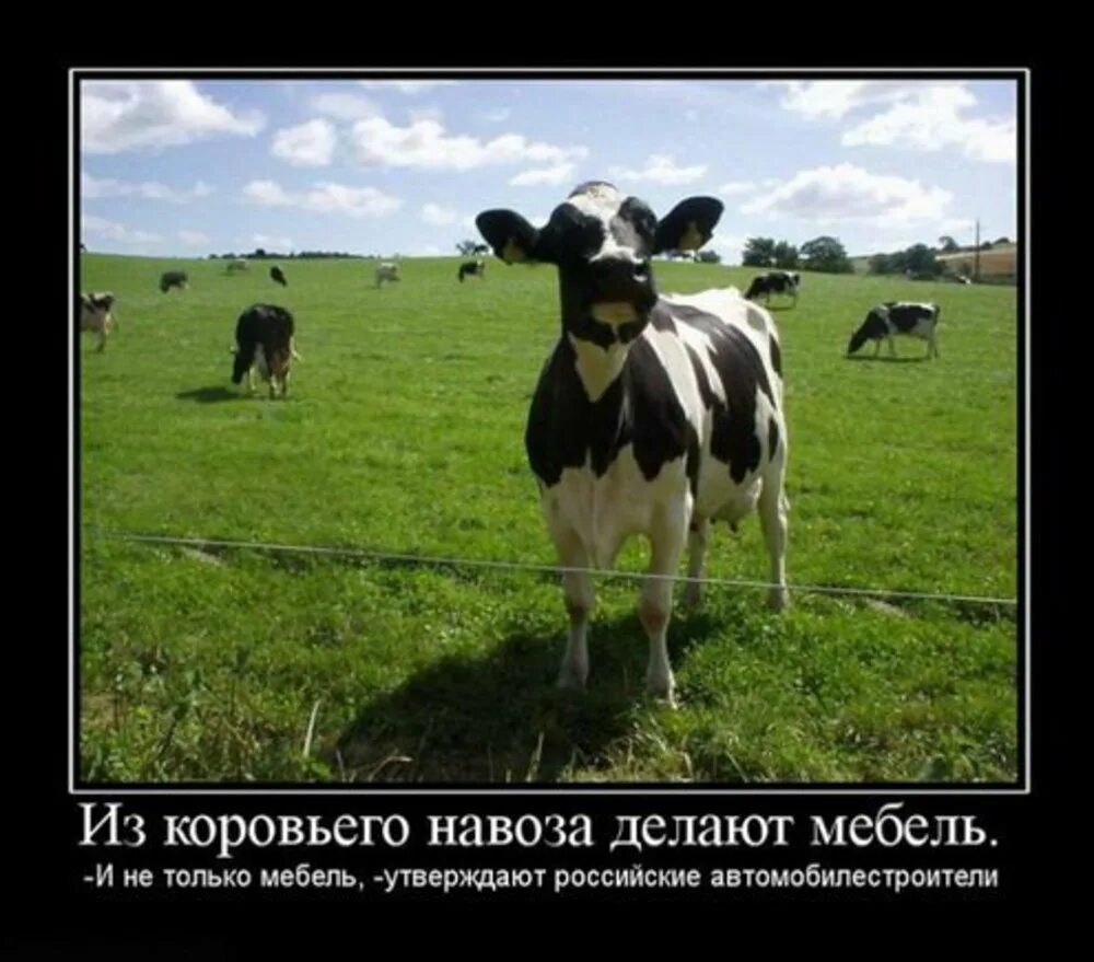 Прикол про корову. Корова юмор. корова прикол. корова демотиватор. бизнес план крс.
