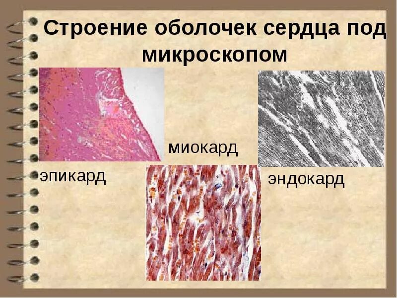 Миокард гистология. Миокард под микроскопом. строение сердечной мышцы под микроскопом. строение сердца гистология.