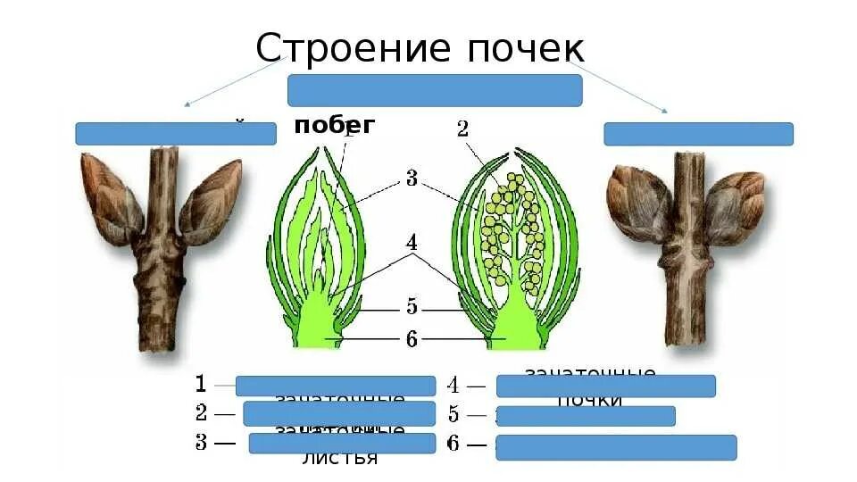 Внутреннее строение почек биология 6 класс. Строение почки и побега. Строение побега почки растения. Строение почки растений 6 класс биология.