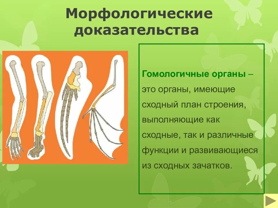 Доказательства эволюции крыльев. Гомологичные органы доказательства эволюции. морфологические доказательства эволюции. морфологические доказательства гомология органов. морфологические доказательства эволюции гомологичные органы.