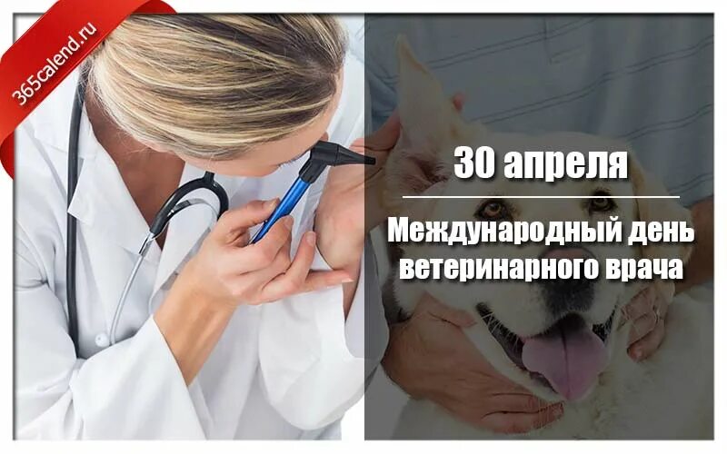 Международный день ветеринара. Международный день ветеринарного врача 2022. С днем ветеринарного врача. День ветеринарного врача в 2022 году. Международный день ветеринарного врача