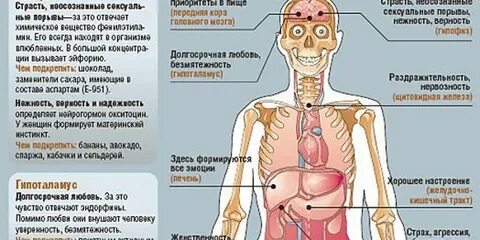 Орган переживаний