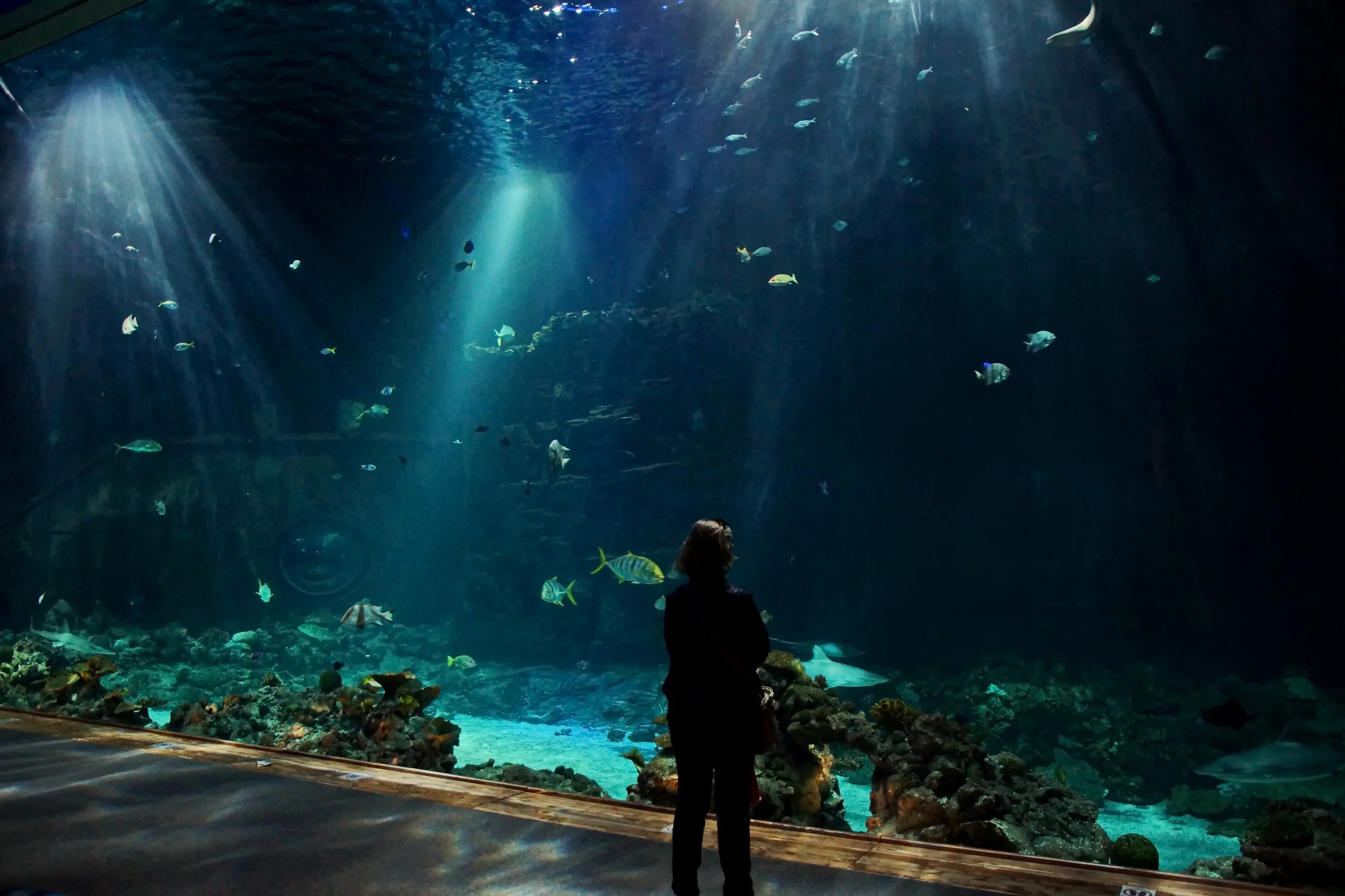 Концертный зал океанариум. Берлинский зоопарк океанариум. Океанариум Куала Лумпур. Тропический аквариум. Океанариум фон.