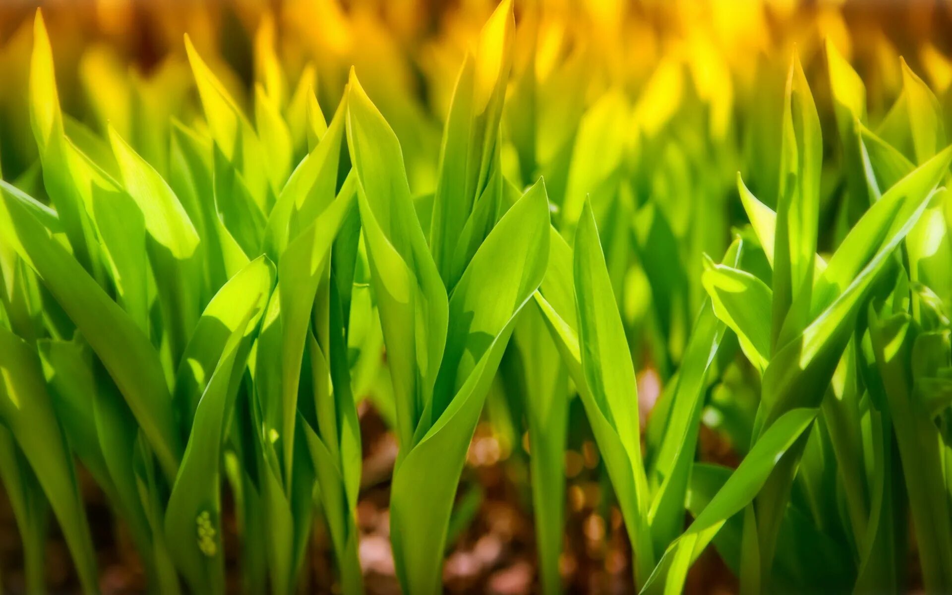 Plants of earth. Plants of earth