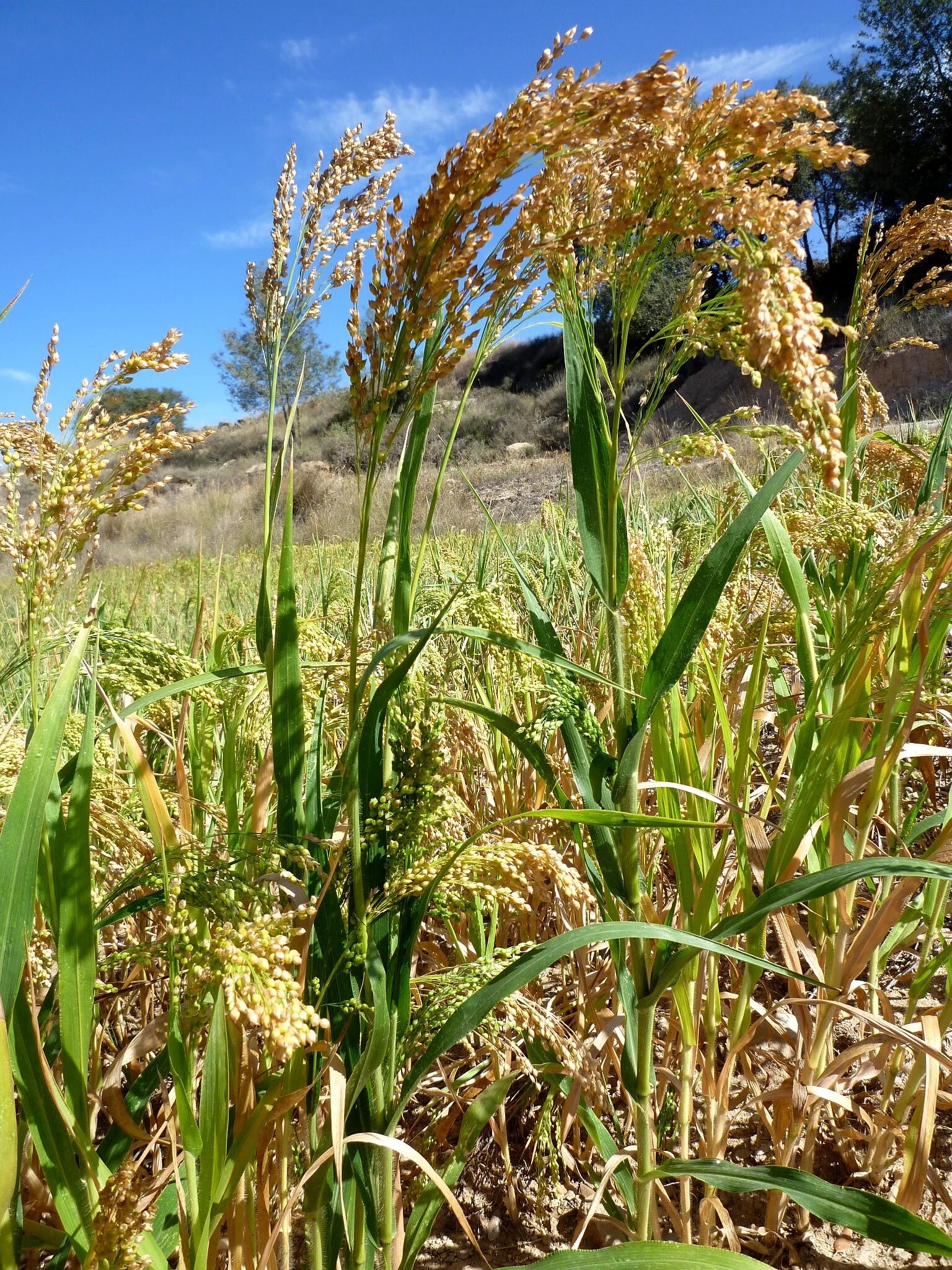 Злаковые кормовые. Чумиза (головчатое просо);. Просо (Panicum miliaceum). Злак чумиза. Panicum miliaceum растение.