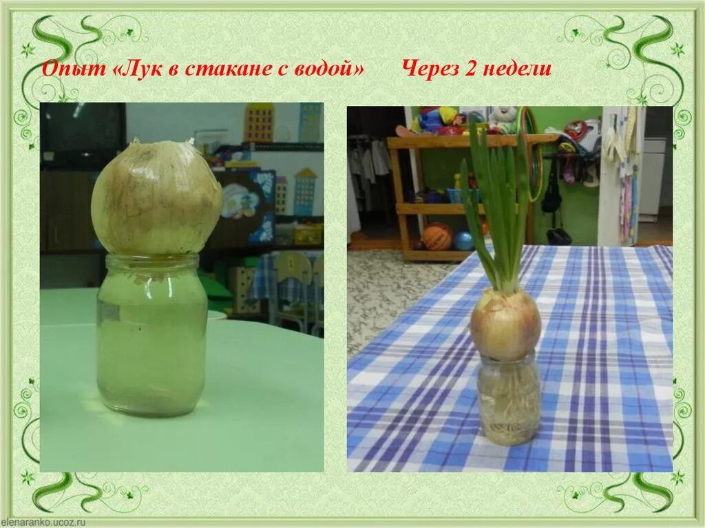 Как растет лук в воде по дням. Опыт с луковицей. Эксперимент с луковицей. Эксперимент с луком в воде. Опыт с луком в воде