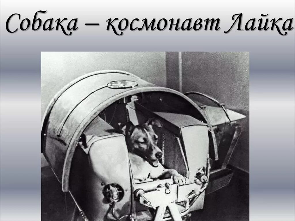 1 собака лайка. Собака лайка 1957. Первая собака космонавт лайка. Лайка космонавт 1957. 1957 Лайка в космосе.