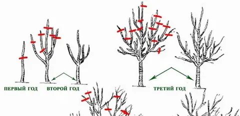 Айва обрезка и формирование