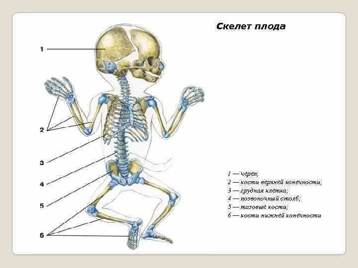 Сколько костей у новорожденного. Скелет новорожденного ребенка. Скелет взрослого человека. Костная система новорожденного ребенка.
