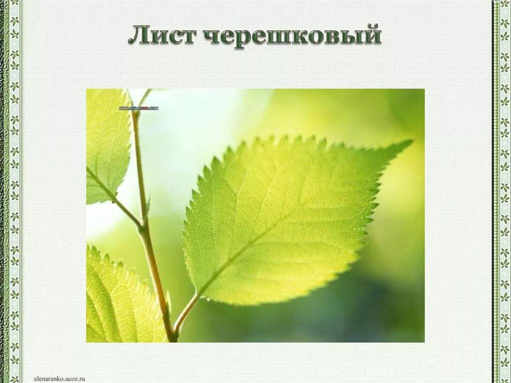 Как выглядят черешковые листья. Черешковый лист. сидячий лист. черешковые и сидячие листья. листа 1) черешковый.
