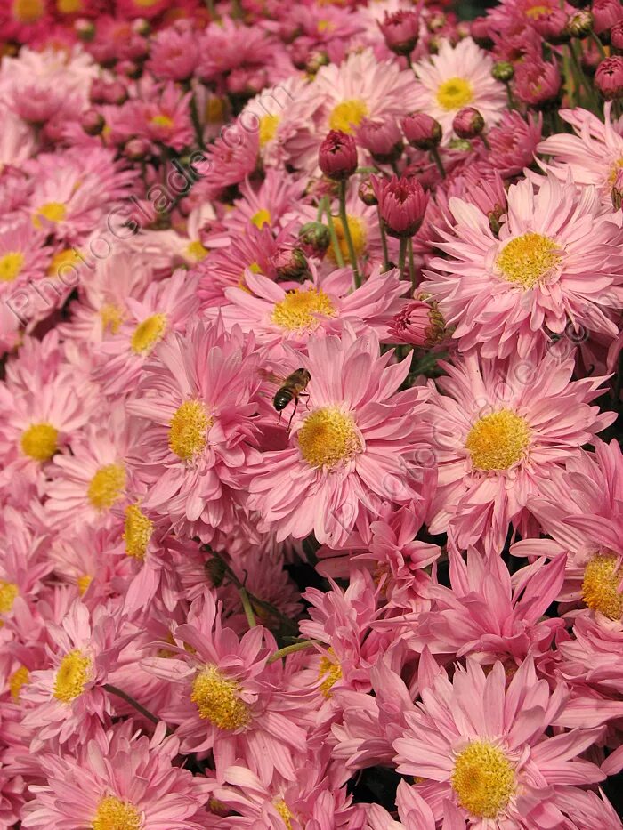 Хризантема магнум желтая. Роуз гарден хризантема мультифлора. Хризантема желто розовая. Хризантемы низкорослые махровые. Хризантема мультифлора маргаритка.