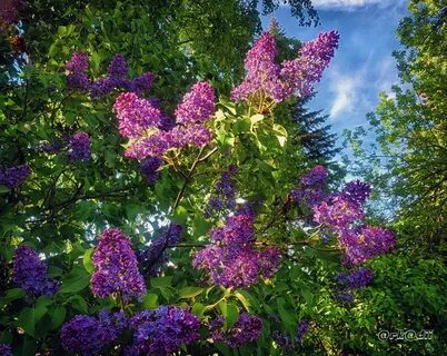 Песня расцвела сирень