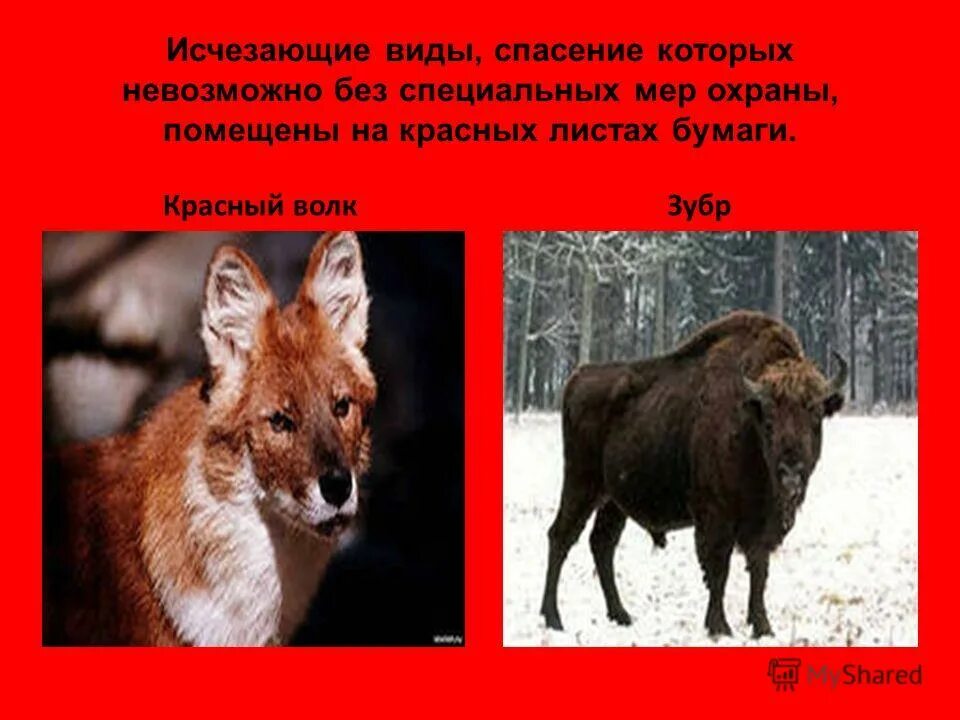 как спасти исчезающие виды животных. животные. спасение животных из красной книги. спасение животных из красной книги. спасение животных из красной книги.