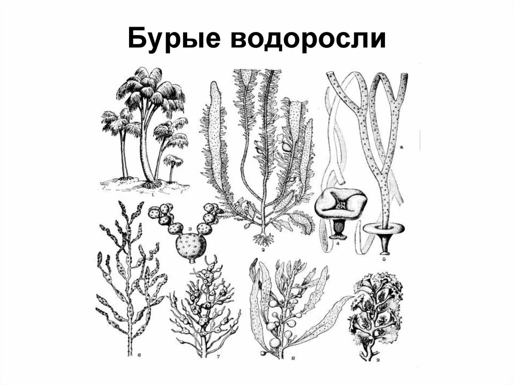 Бурые водоросли рисунок. Название низших растений. Бурые водоросли представители. Низшие растения рисунок. 5 примеров низших растений