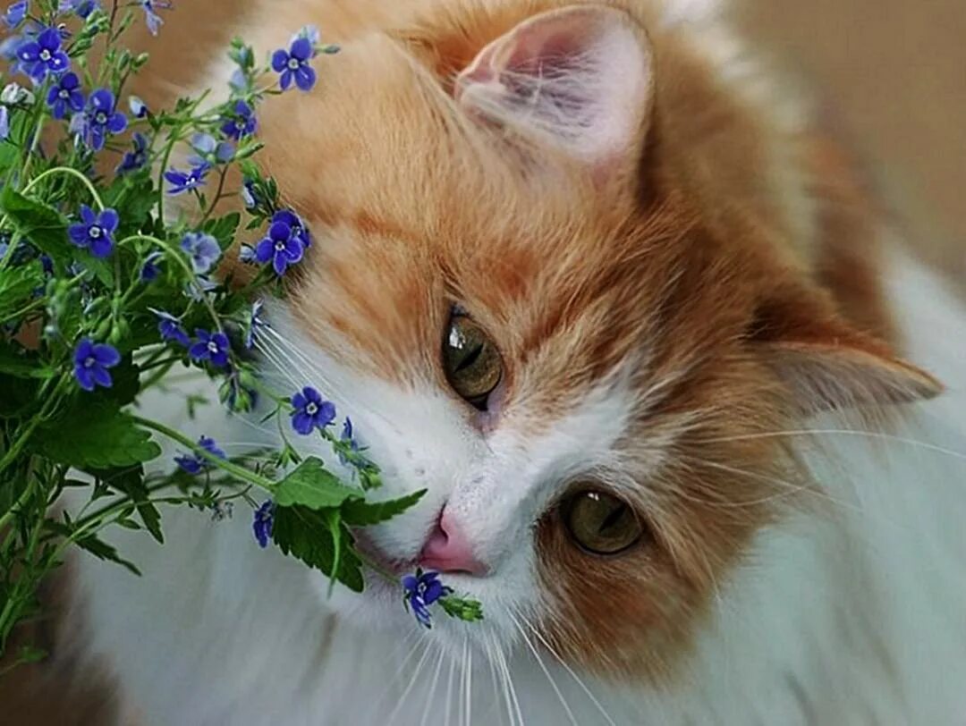 Котенок в цветах. Кошечка с цветами. Котёнок с цветком. Котик с цветочком.