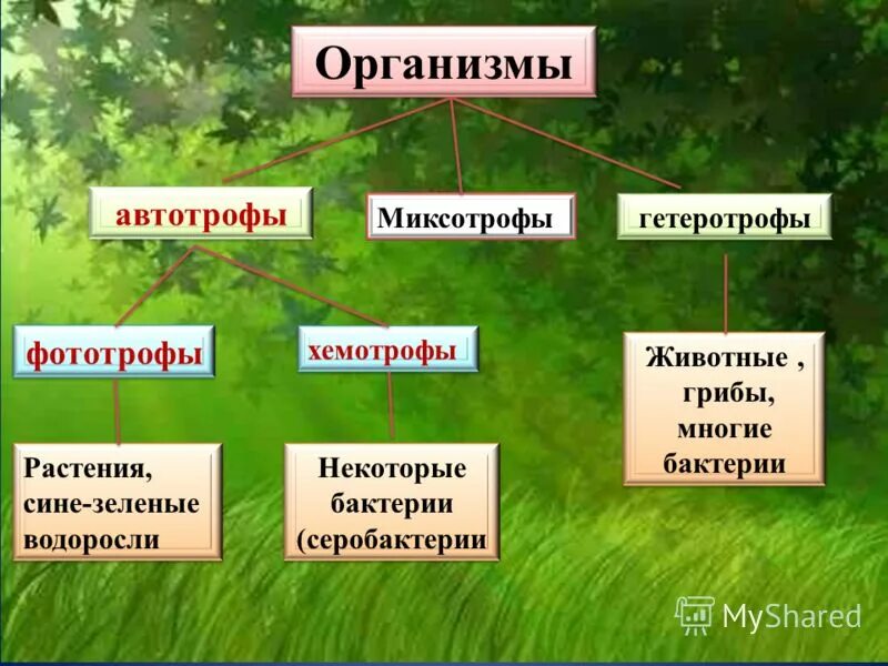 Группа автотрофных организмов