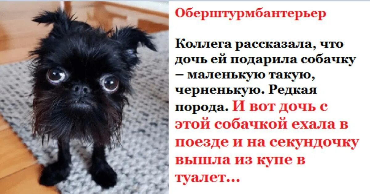 Подарили собачку а ей 14 нет даже. Оберштурмбантерьер порода. прикол про маленькую собачку. анекдоты про маленьких собак. история про собачку в поезде.