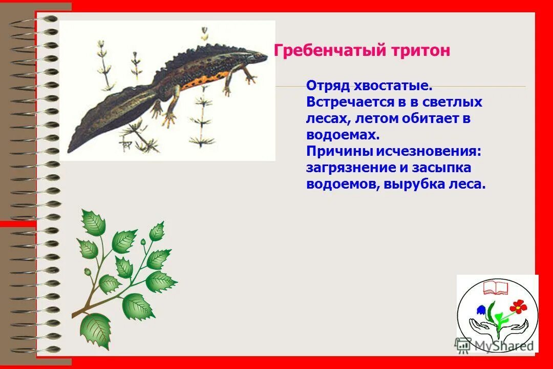 Гребенчатый тритон развитие прямое. Гребенчатый тритон метаморфоз. Личинка тритона аксолотль. Гребенчатый тритон тип развития. Тритон обыкновенный земноводное.