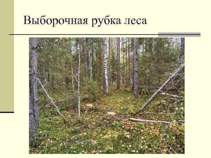 Виды выборочных рубок