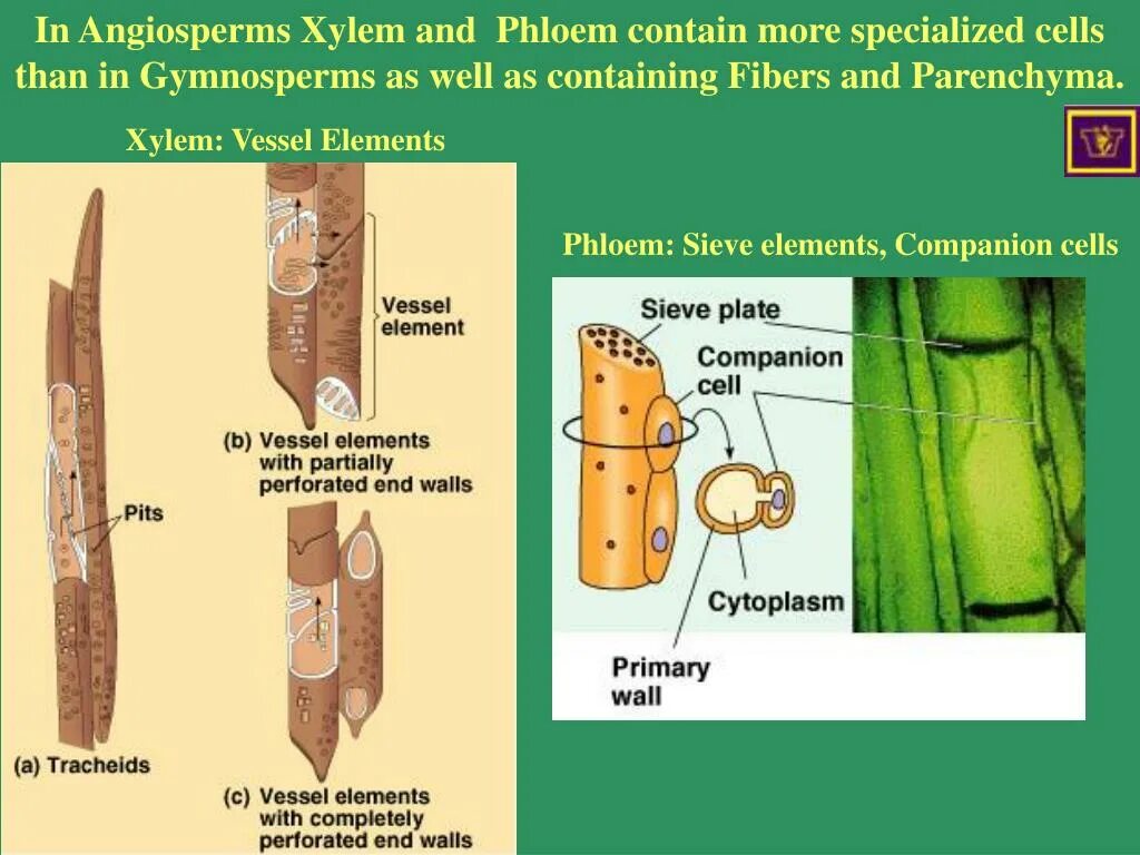 Xylem and phloem. Флоэма. Ксилема и флоэма. Xylem Vessels. Флоэма клетки лишены