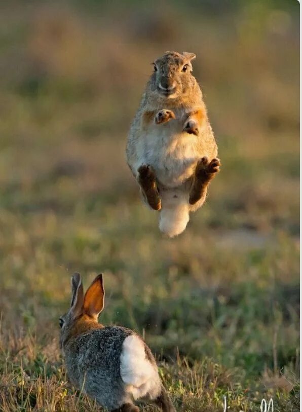 Очень рад тебя видеть. Заяц демотиватор. Заяц прикол. Одичавший кролик смешные. Заяц рад.