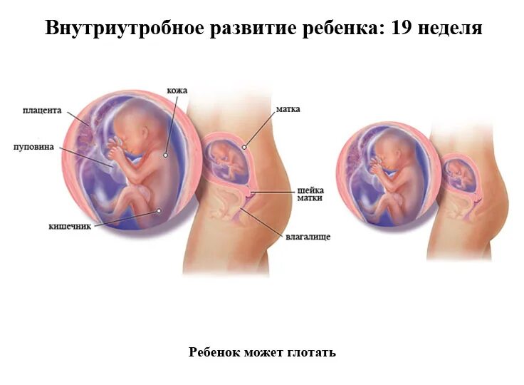 19 недель 4 дня. Фото ребёнка в животе 19 недель беременности. 19 недель беременности фото плода в животе. размер ребенка на 19 неделе беременности.
