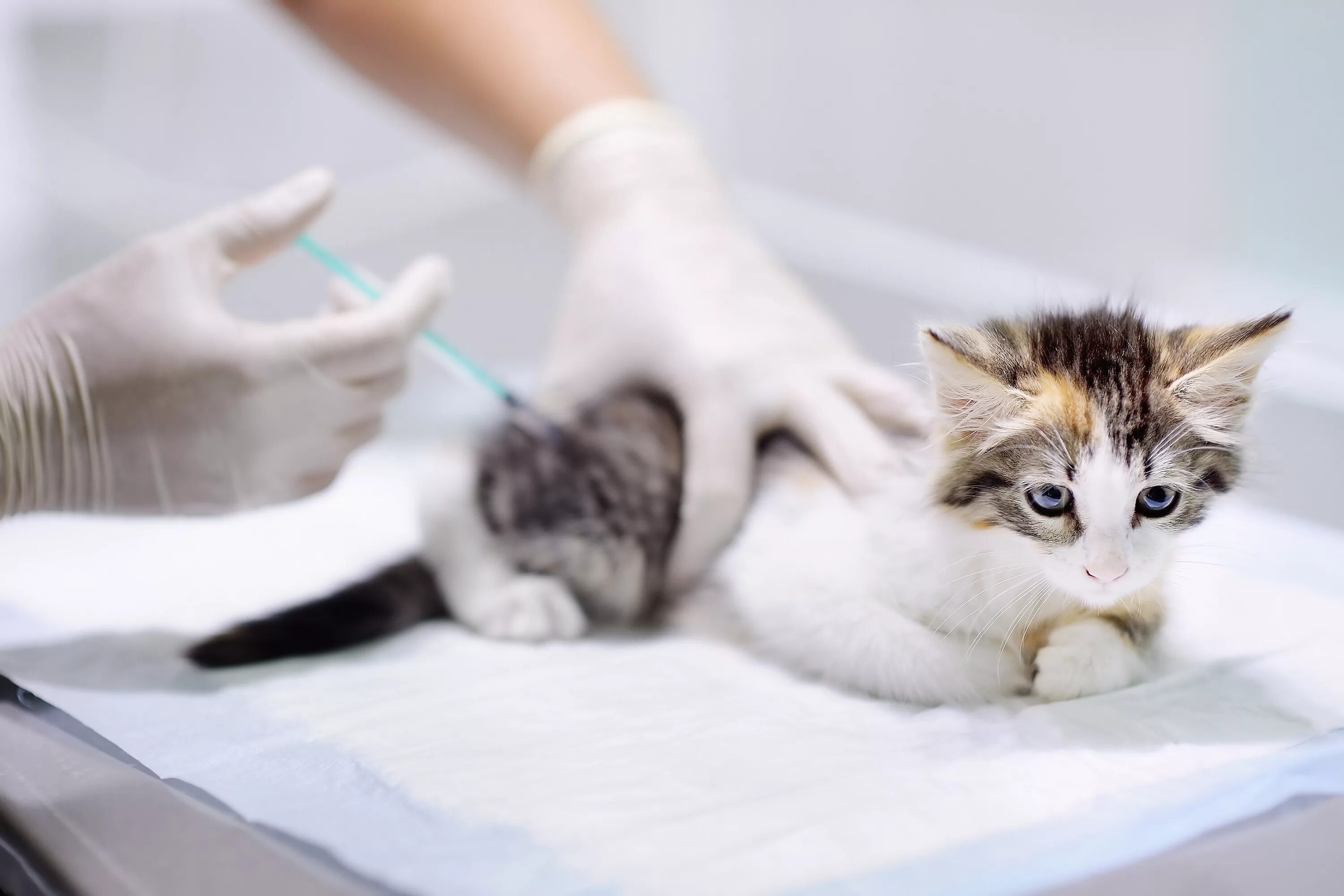 Getting a cat