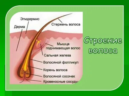 Из чего состоит волосяной покров