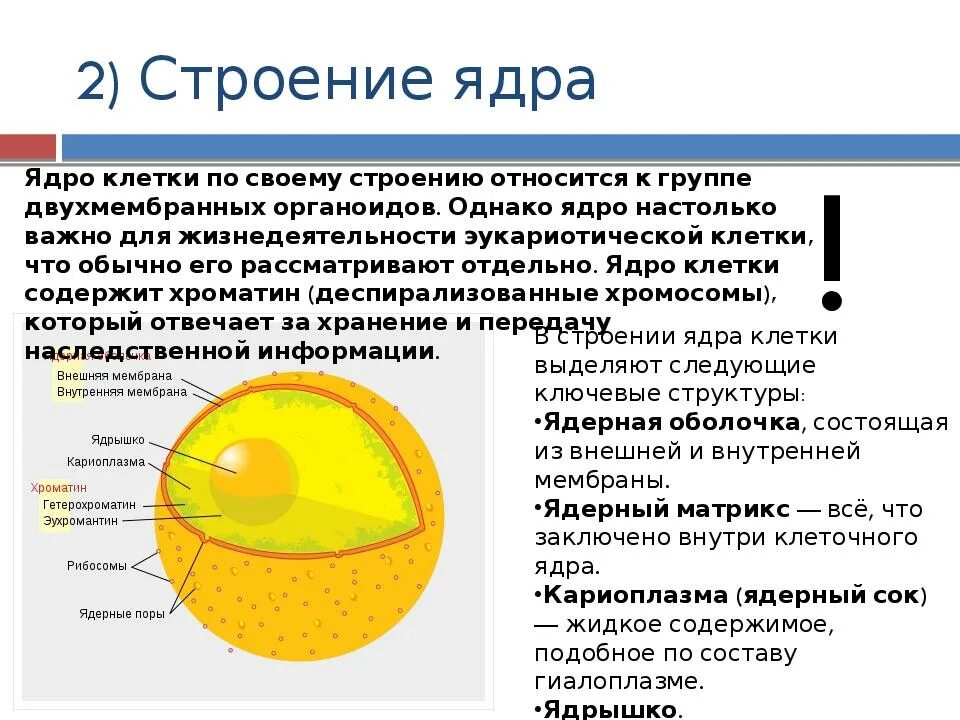 Функции ядрышка в эукариотической клетки. Ядерная оболочка ядерный сок ядрышко ядро. Структура клеток эукариот функции ядра. Ядро эукариотической клетки строение и функции.